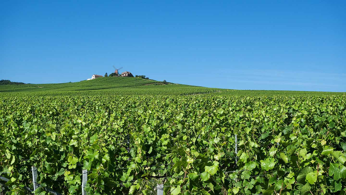 Reims Verzenay Champagne Grapes Fields Winery