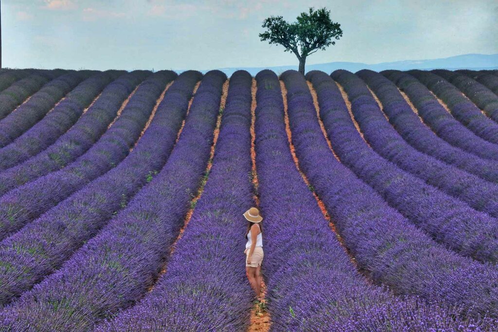 woman walking amongst rows of purple lavender fields in Roussillon, Provence-Alpes-Côte d'Azur