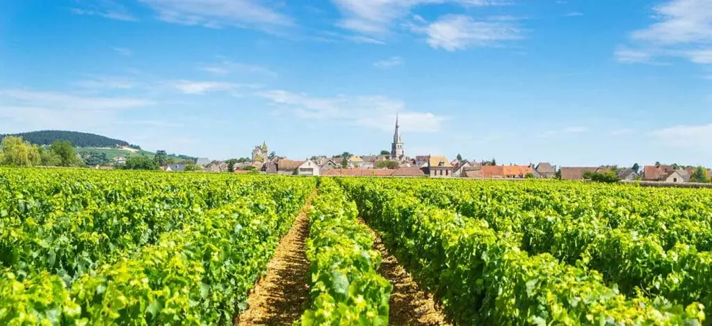 Wine tour in the Village of Meursault, Burgundy.